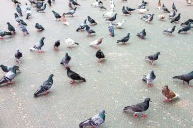 Kaya güvercini - columba livia.