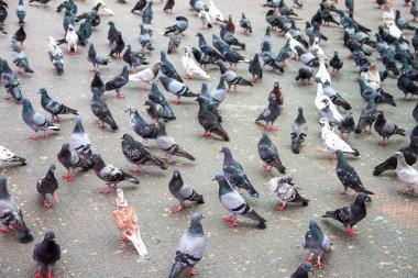 Kaya güvercini - columba livia.