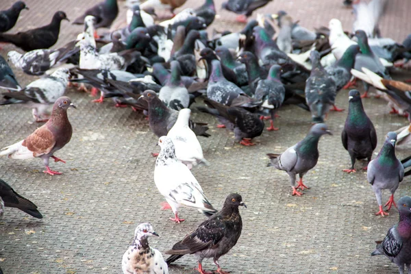 Pigeon des rochers - Columba livia . — Photo