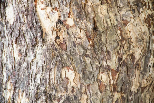 Bark textured — Stock Photo, Image