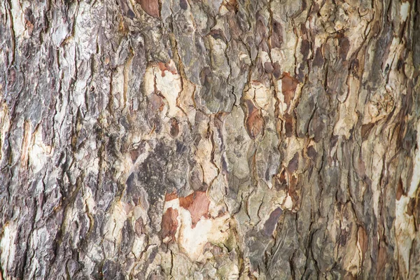 Bark textured — Stock Photo, Image