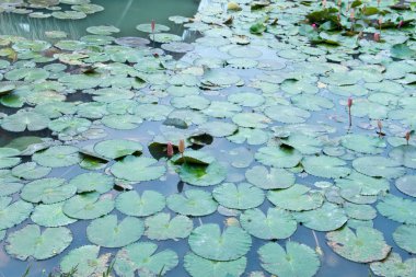 Lotus ve lotus gölet. lotus pond. Orada bir sürü lotus