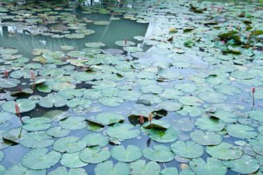 Lotus ve lotus gölet. lotus pond. Orada bir sürü lotus