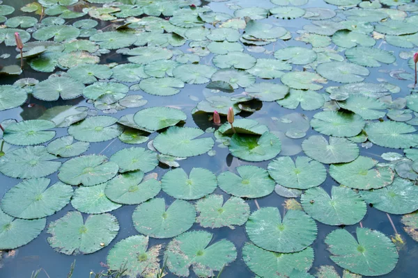 Lotus and lotus ponds. The lotus pond. There are a lot of lotus