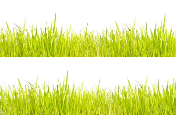 Groen gras geïsoleerd op witte achtergrond — Stockfoto