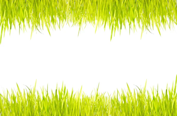 Green grass isolated on white background — Stock Photo, Image