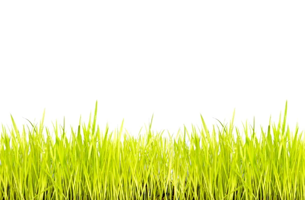 Green grass isolated on white background — Stock Photo, Image