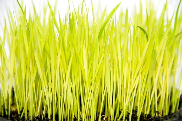 Beyaz arkaplanda yeşil çimen izole — Stok fotoğraf