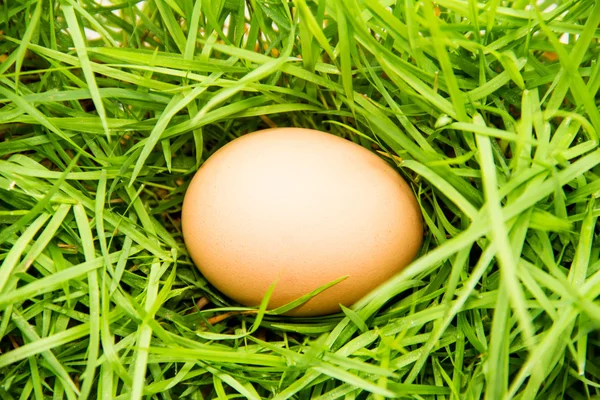 Eggs on green grass — Stock Photo, Image