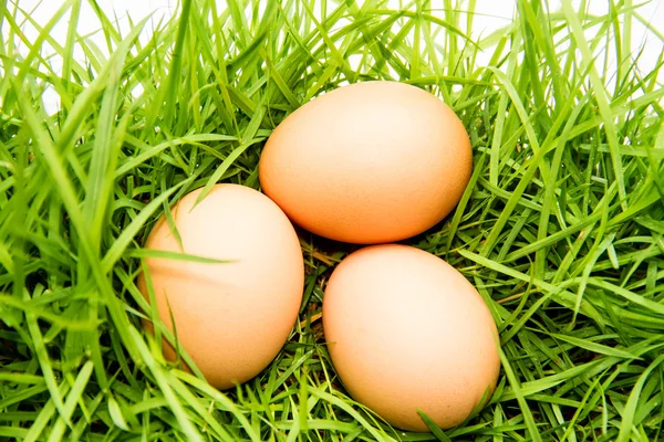 Eggs on green grass — Stock Photo, Image