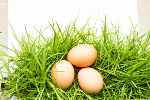 Eggs on green grass — Stock Photo, Image