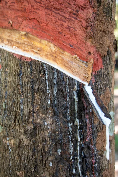 Latex flödar från para gummiträd — Stockfoto