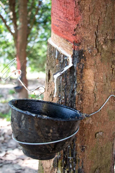 Lait d'arbre en caoutchouc dans un bol en bois — Photo