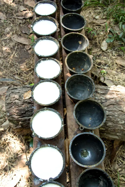 Cuenco para recoger la leche del árbol de goma —  Fotos de Stock