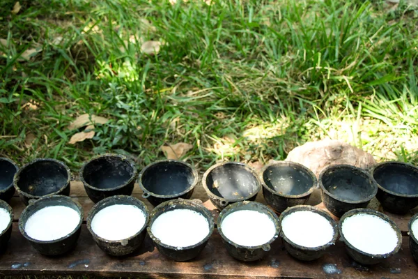 Bol pour recueillir le lait de l'arbre à caoutchouc — Photo