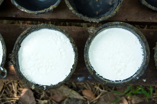 Kom om te verzamelen van melk van de rubberboom — Stockfoto