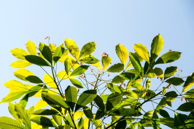 Çift Lastik bırakın