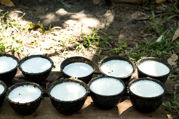 Bowl to collect milk from rubber tree — Stock Photo, Image
