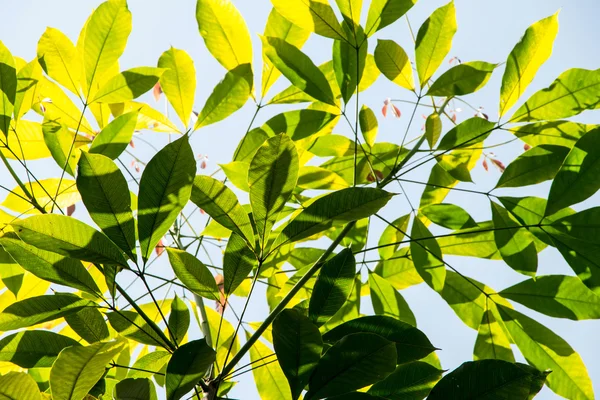 Pará licença borracha — Fotografia de Stock