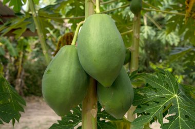 Papaya ağacını