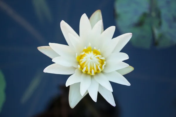 White lotus in the pond — Stock Photo, Image