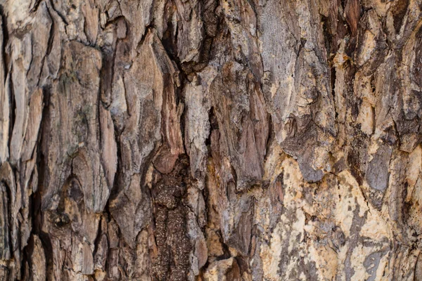 Тому дерево текстур — стокове фото