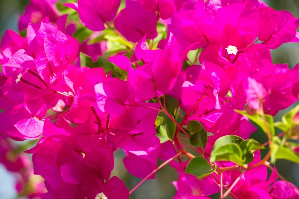 Papírové květiny (Bougainvillea glabra) — Stock fotografie