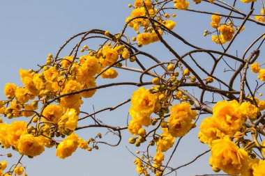 Sarı İpek Pamuk Ağacı çiçekleri