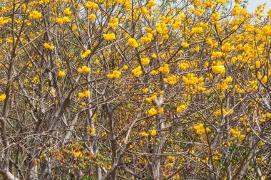 Tabebuia chrysotricha giallo fioriTabebuja chrysotricha żółte kwiaty