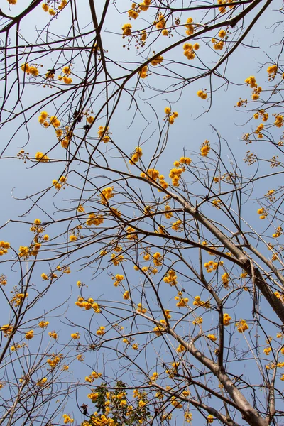 Tabebuia chrysotricha yellow flowers — Stock Photo, Image