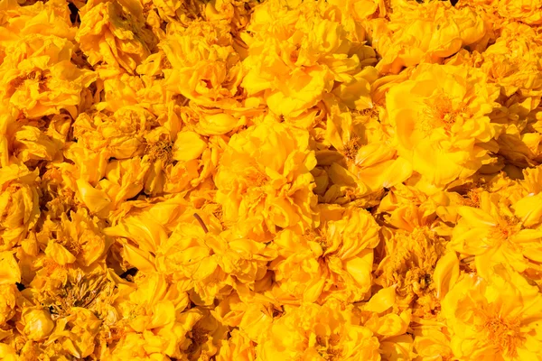 Yellow flowers background — Stock Photo, Image