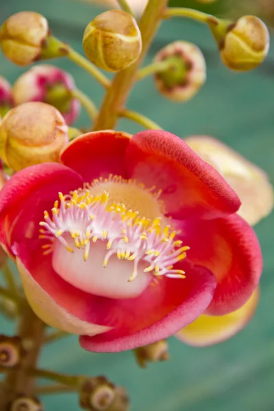 Cannonball flower — Stock Photo, Image