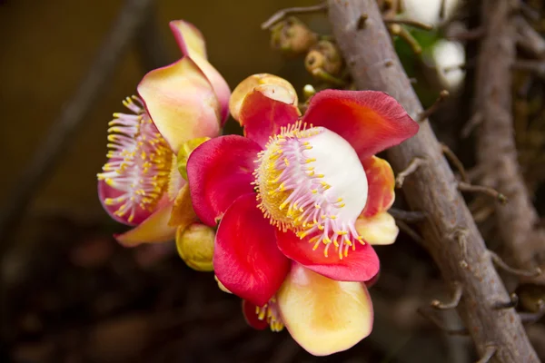 Cannonball flower — Stock Photo, Image