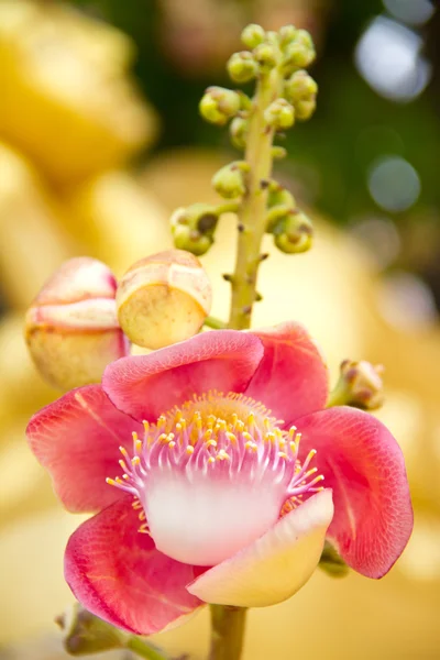 Cannonball flower — Stock Photo, Image