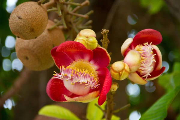 Cannonball flower — Stock Photo, Image