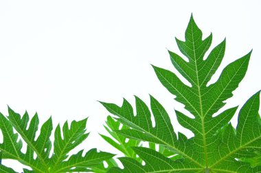 Papaya yaprağı bembeyaz