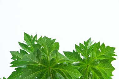 Papaya yaprağı bembeyaz