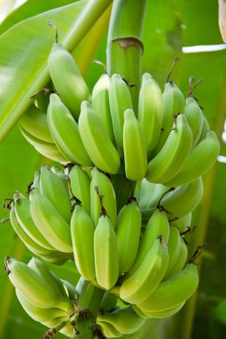 Bir demet muzlu muz ağacı