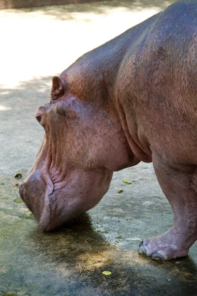 Lindo hipopótamo —  Fotos de Stock