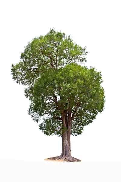 Irvingia malayana tree — Stock Photo, Image