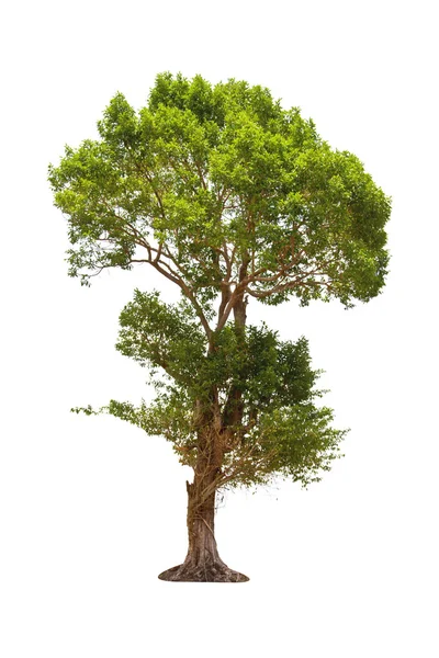 Irvingia malayana árvore — Fotografia de Stock