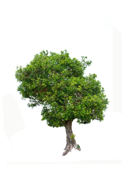 Irvingia malayana tree — Stock Photo, Image