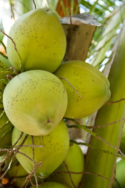 Green Coconut on tree or Cocos nucifera Linn — Stock Photo, Image