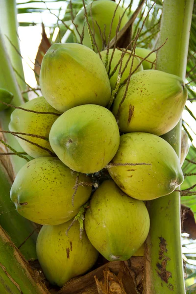 Green Coconut on tree or Cocos nucifera Linn — Stock Photo, Image