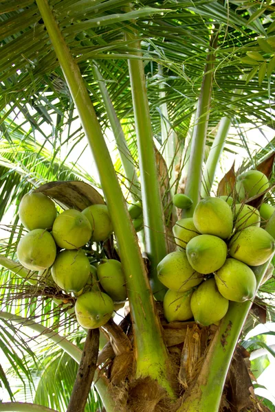 Green Coconut on tree or Cocos nucifera Linn — Stock Photo, Image