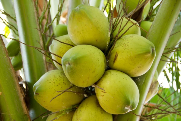 Green Coconut on tree or Cocos nucifera Linn — Stock Photo, Image