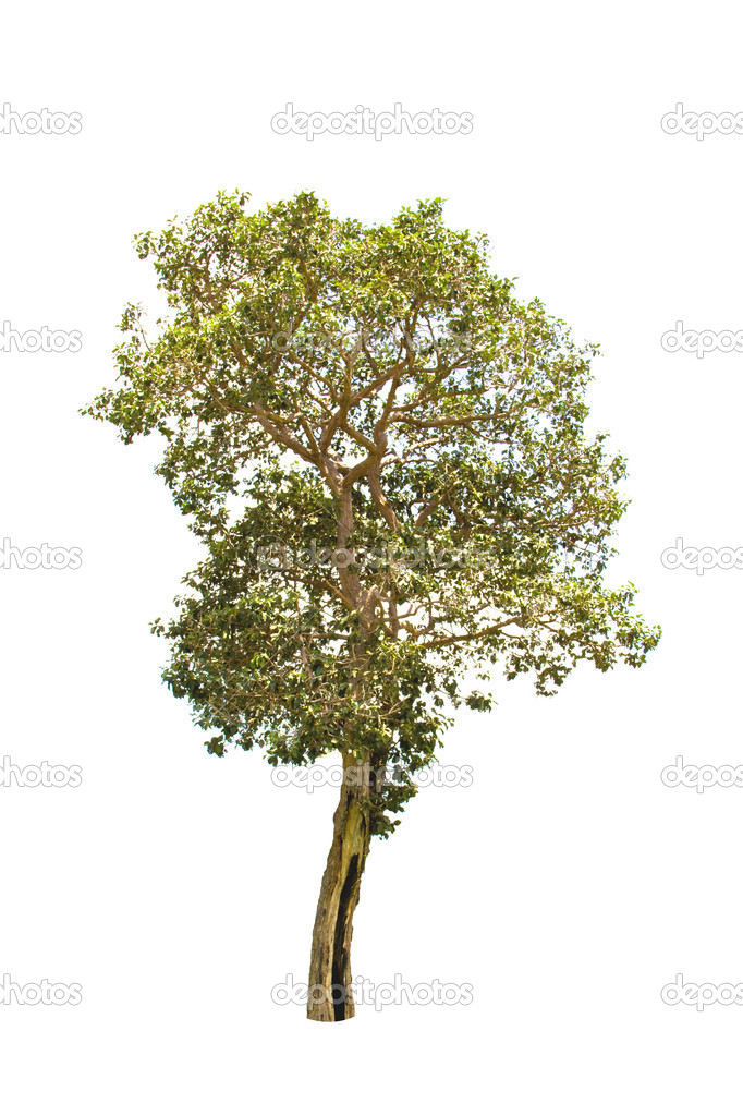 Irvingia malayana tree