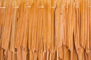 nypa fruticans, nipa hurma