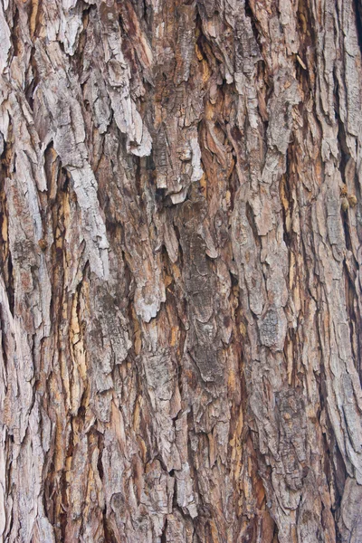 Rain tree bark texture background — Stock Photo, Image