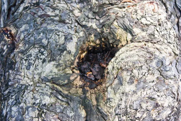 Regn trädet bark textur bakgrund — Stockfoto